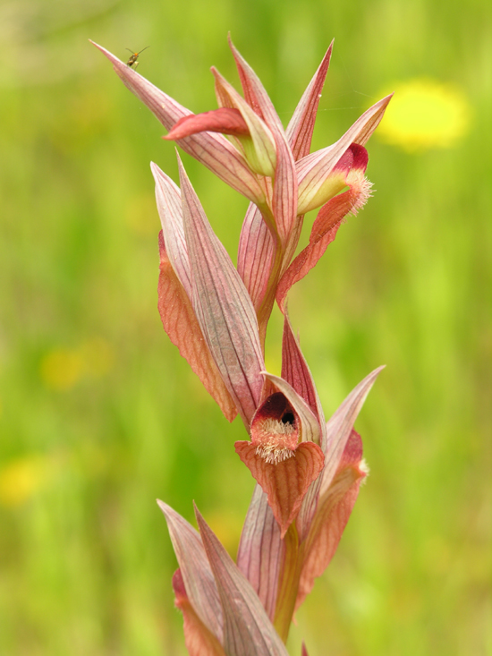 Serapias vomeracea